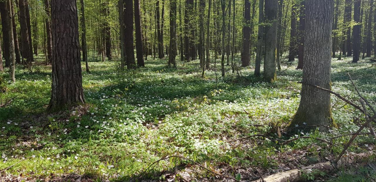 Zdalnie z Lasu - Siedlisko w Puszczy Białowieskiej Narewka Zewnętrze zdjęcie